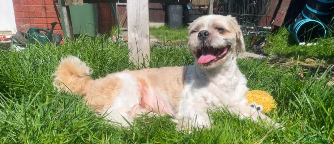 Shih Tzu dogs for stud: STUD ONLY  - Advert 3