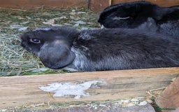 Mini Lop rabbits for sale: Mini lop rabbits - Advert 6