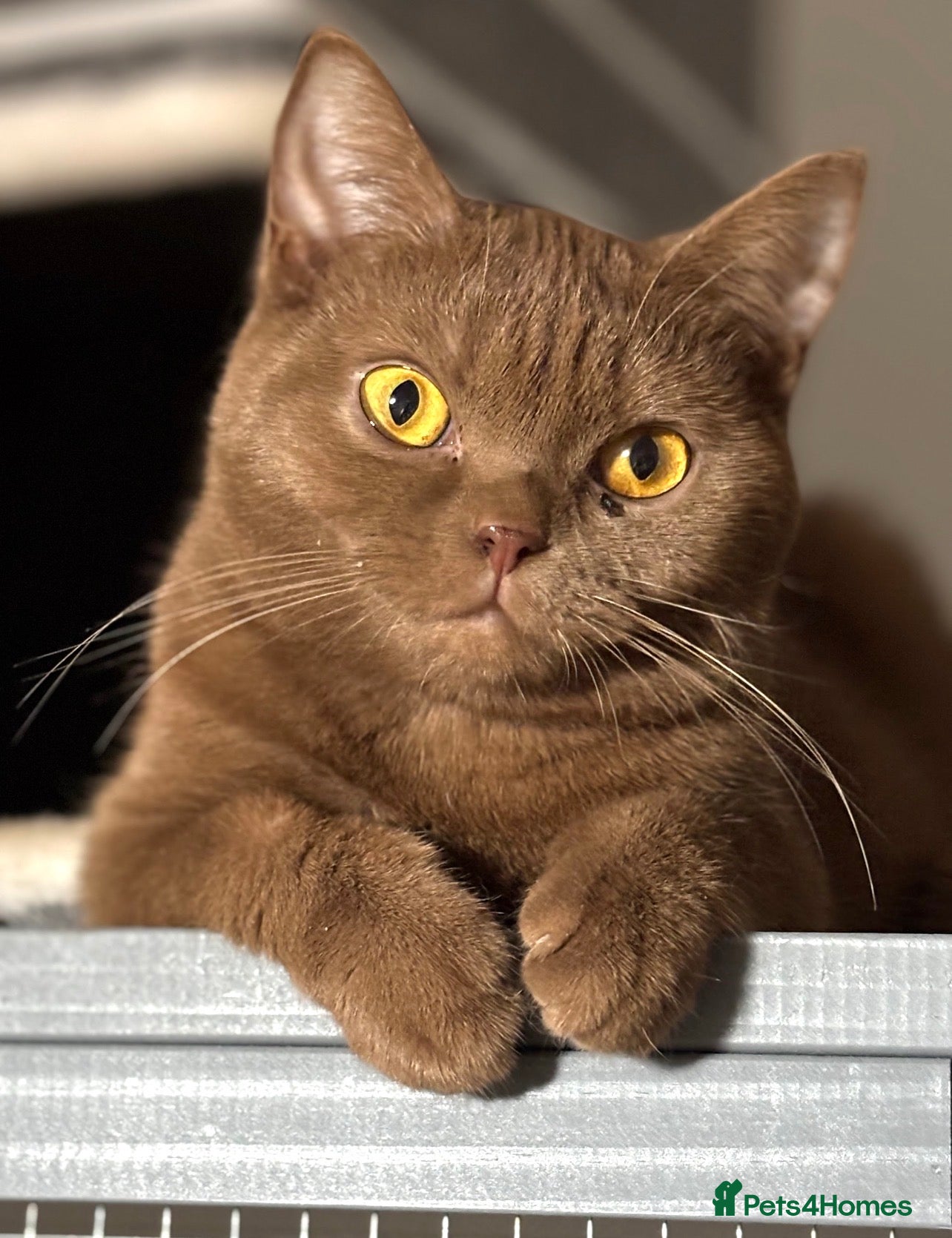 British Shorthair cats Cinnamon British Shorthair  - Advert 15