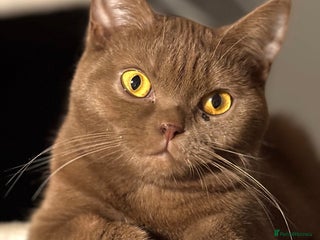 British Shorthair cats Cinnamon British Shorthair - Advert 15