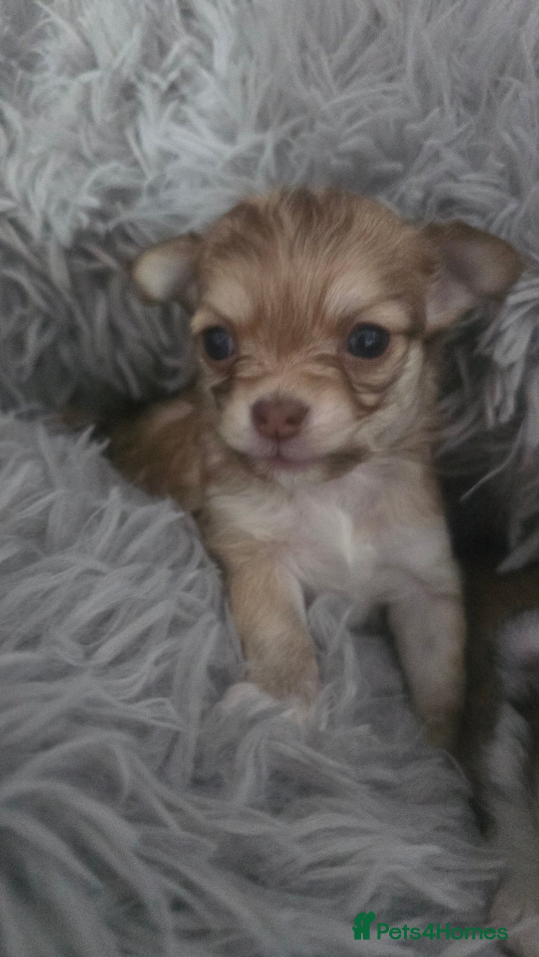 Chihuahua dogs for sale: Teacup chihuahuas  - Advert 2