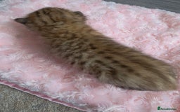 Scottish Fold cats for sale: 5 Beautiful ScottishFolds Kittens - Image 11