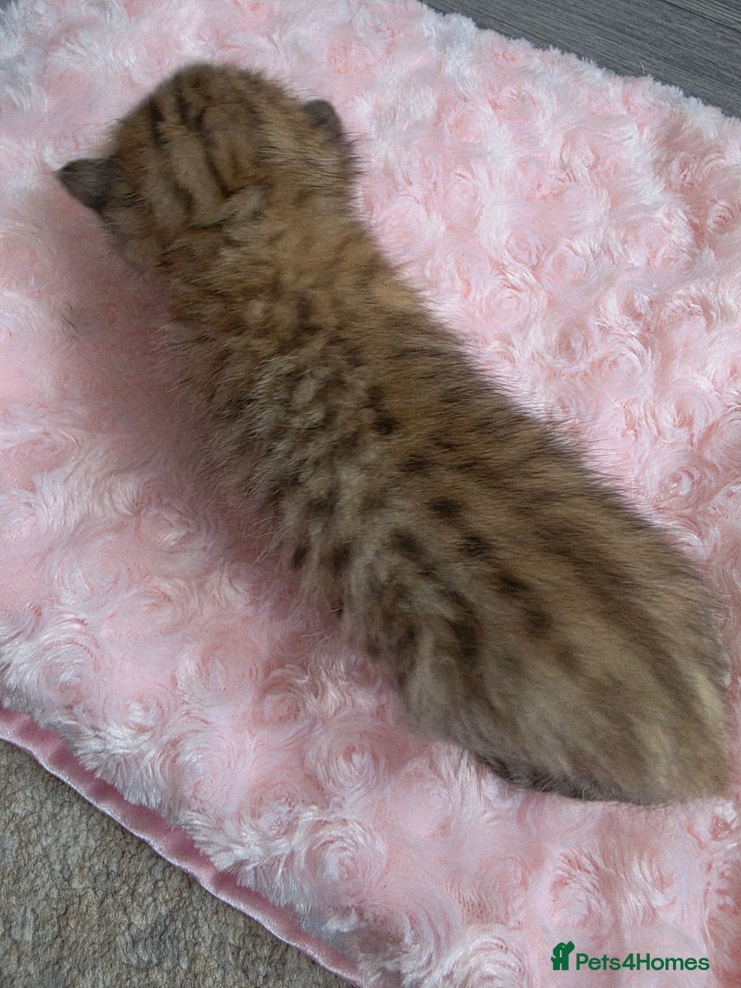Scottish Fold cats for sale: 5 Beautiful ScottishFolds Kittens - Image 11