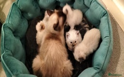 Ragdoll cats for sale: Ragdoll kittens looking for new homes - Image 6