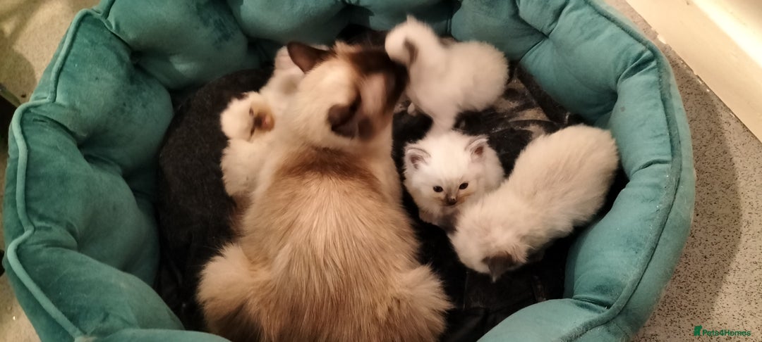 Ragdoll cats for sale: Ragdoll kittens looking for new homes - Image 6