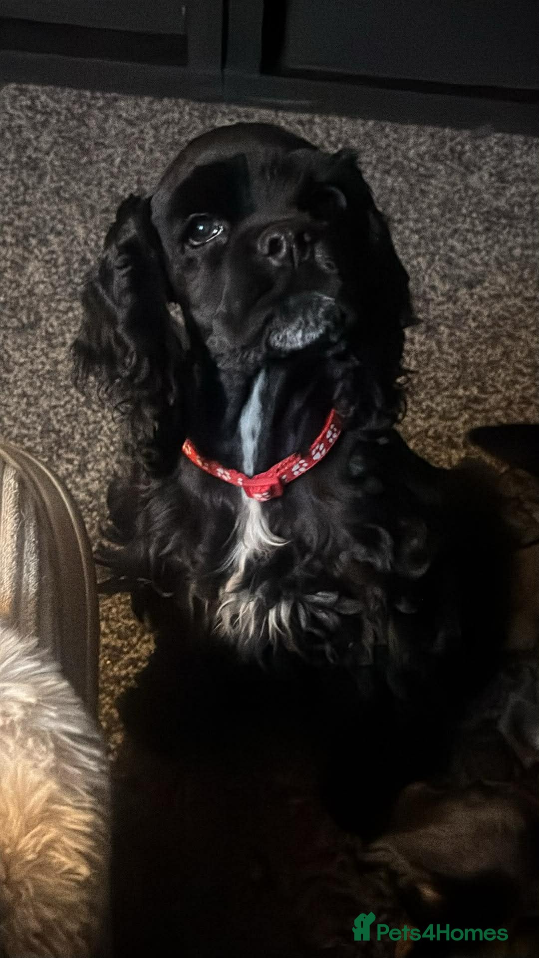 American Cocker Spaniel dogs for sale: American cocker spaniel girl  - Advert 2