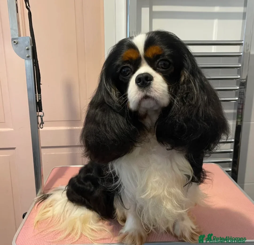 Cavapoochon dogs for sale: Beautiful Cavapoochon puppies - Advert 2