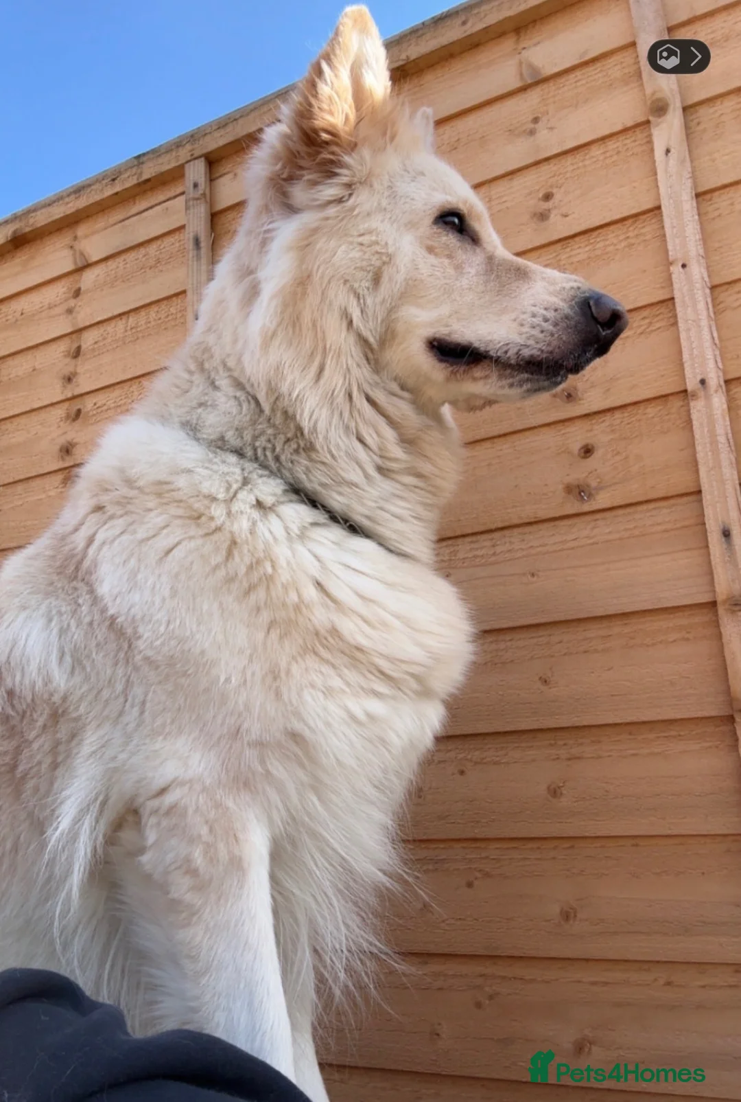 German Shepherd dogs for sale: Apricot/Cream GSD FEMALE  - Advert 1