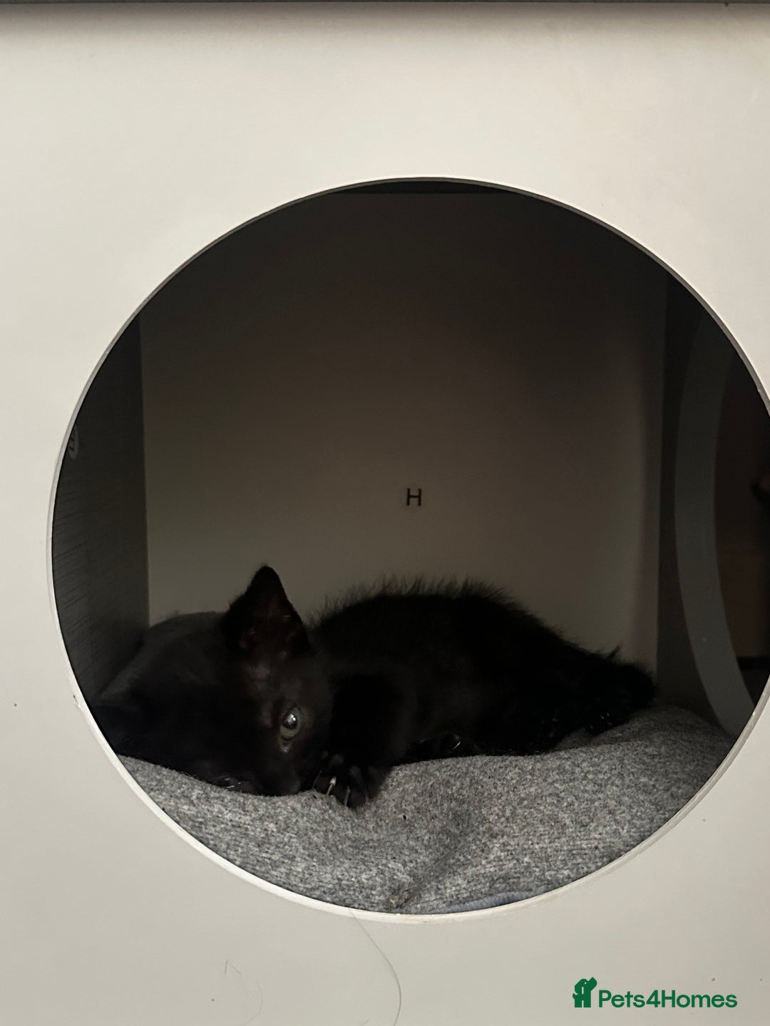Mixed Breed cats for sale: Mixed breed kittens  - Image 12