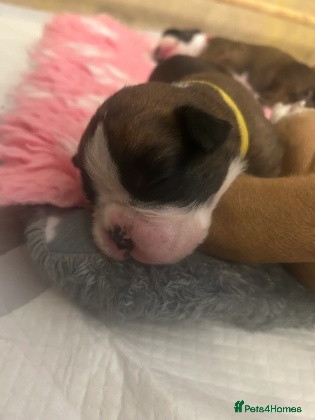 Boxer dogs for sale: Exceptional Litter - World Champion Bloodline  - Advert 25