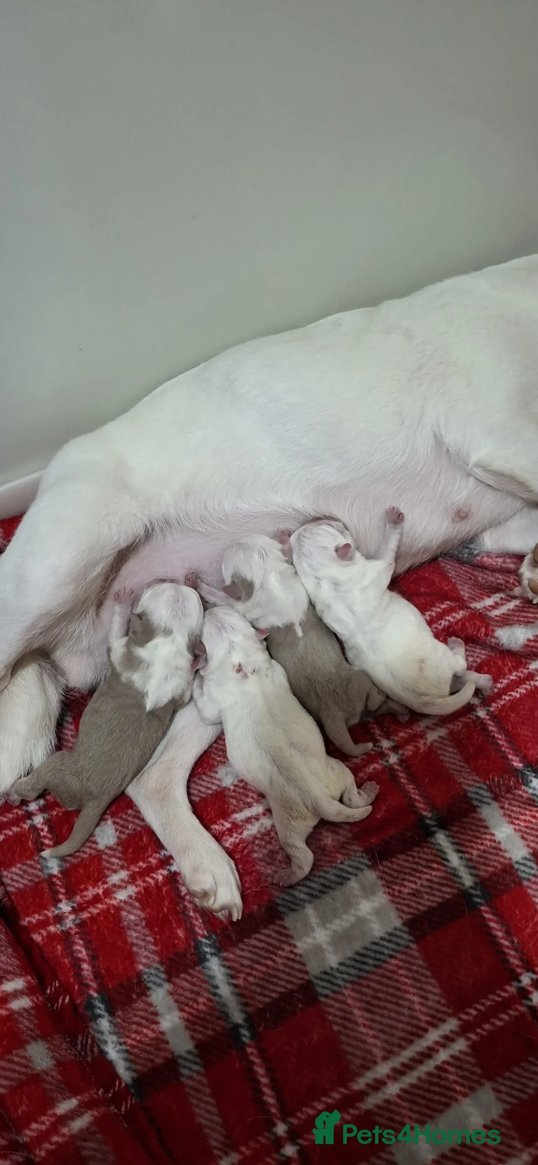 Pug dogs for sale: Platinum Pink Female Puppy in Southend-on-Sea - Advert 2