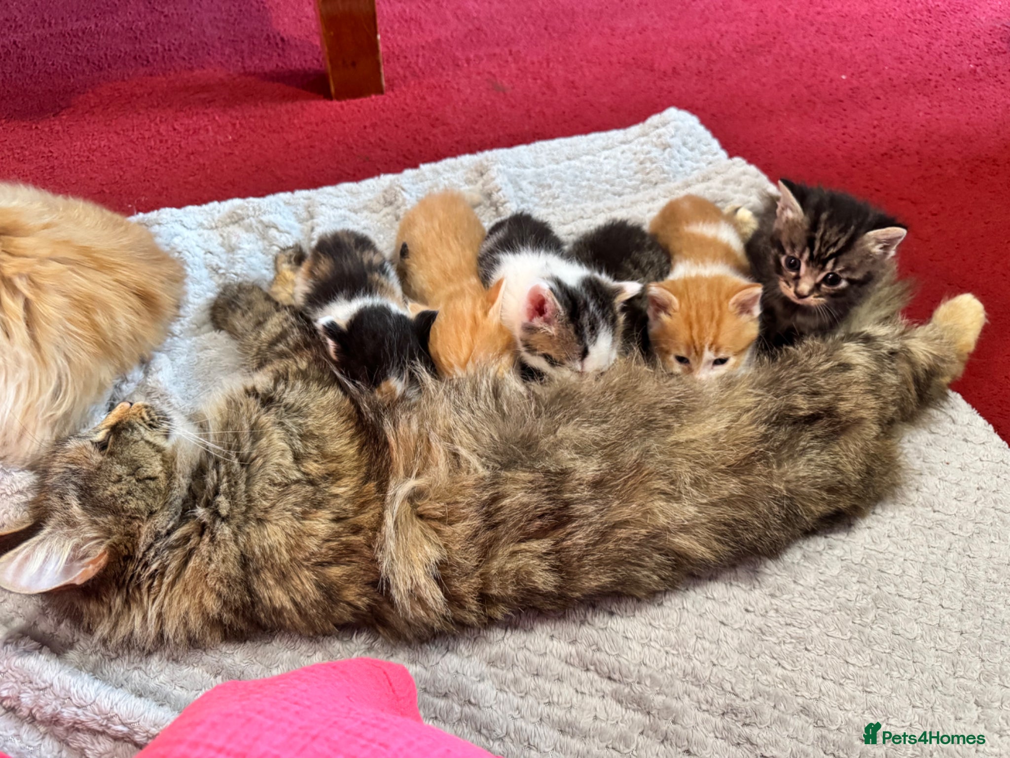 Mixed Breed cats Ginger Kitten 7 weeks old  - Advert 5
