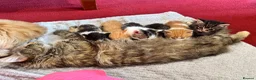 Mixed Breed cats for sale: Ginger Kitten 7 weeks old  - Advert 1
