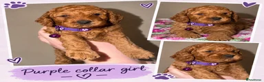 Cockapoo 1
