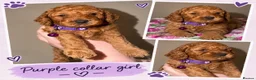 Cockapoo dogs for sale: F1b mini cockapoos - Advert 3