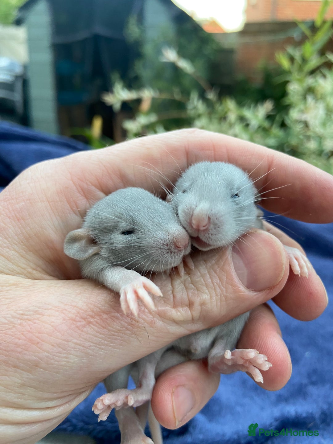 Rat rodents for sale: Baby Rats  - Image 3