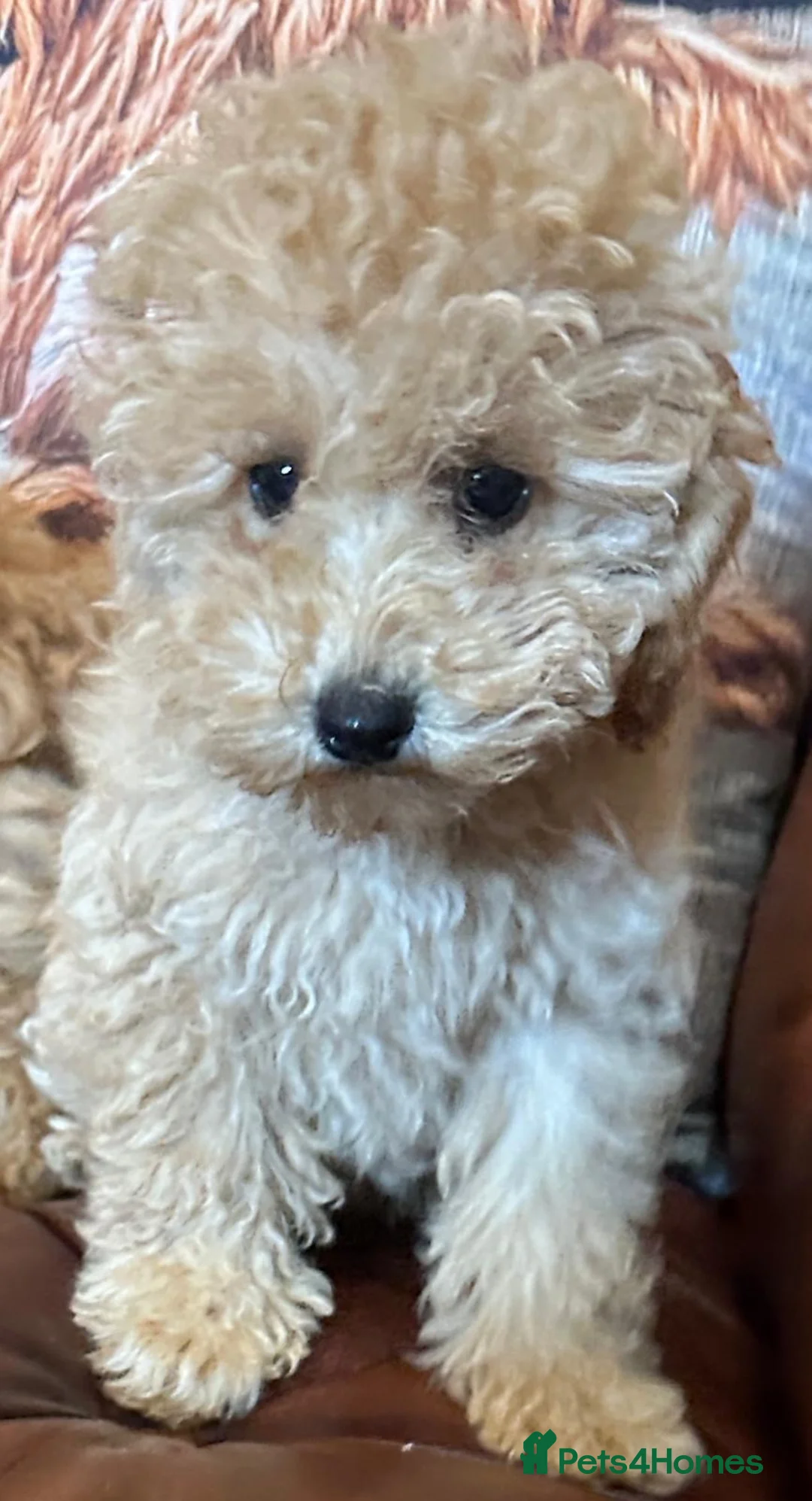 Miniature Poodle dogs for sale: FOUR BEAUTIFUL APRICOT MINIATURE POODLE PUPPIES - Advert 2