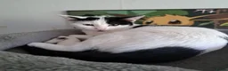 Domestic Shorthair cats for sale: Kittens for sale in Runcorn - Advert 3