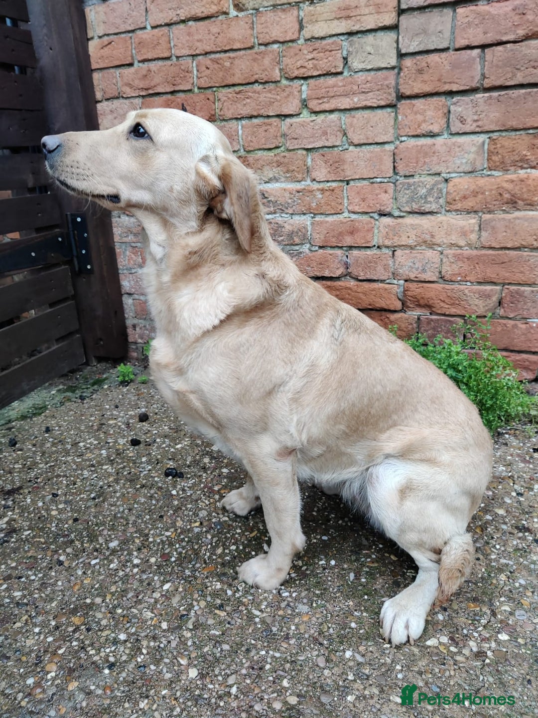 Labrador Retriever dogs for sale: Beautiful Labrador Female looking for her new home - Advert 2