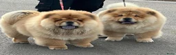 Chow Chow dogs for sale: Kc Registered Chow Chow Pups - Advert 17