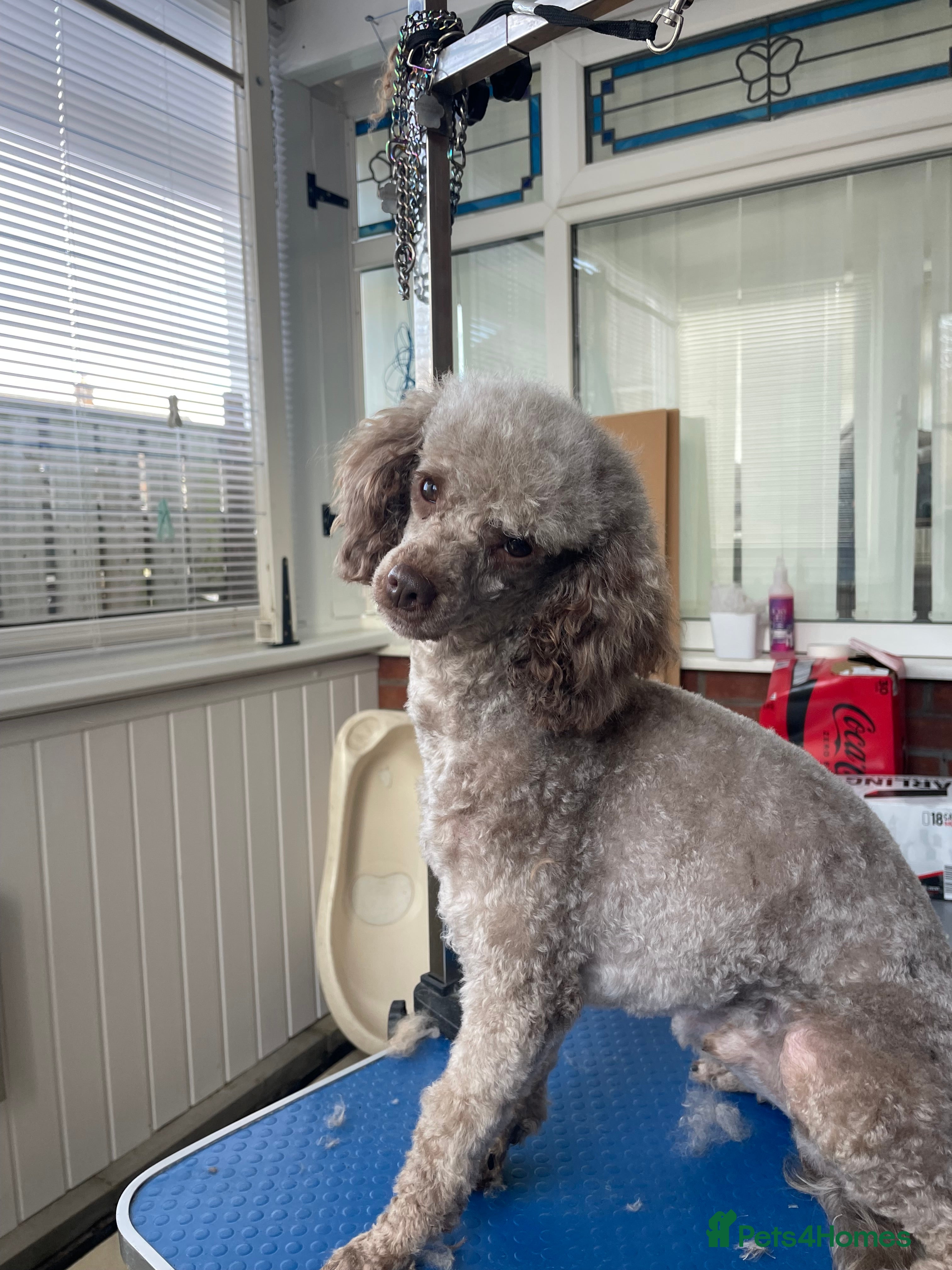 Miniature Poodle dogs Kc chocolate miniature poodle in Wakefield - Advert 12