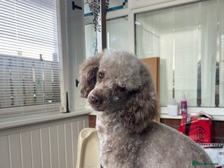 Miniature Poodle dogs in Wakefield - Advert 1