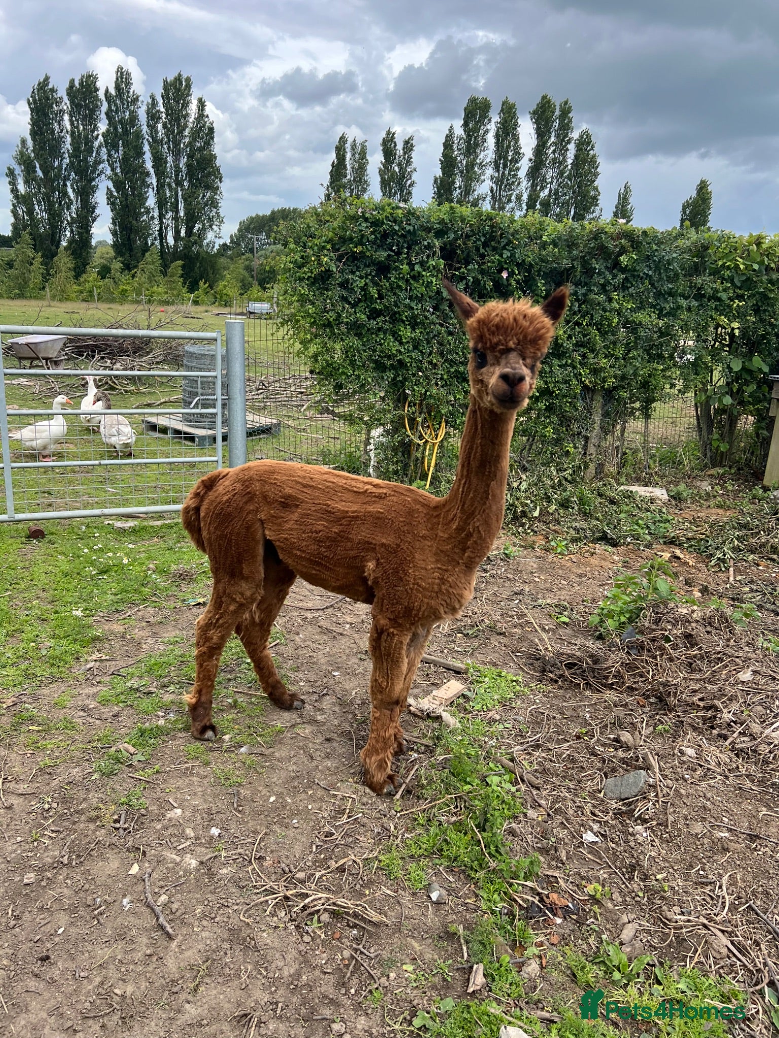 Alpaca livestock Huacaya Male Alpaca - Advert 2
