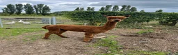 Alpaca livestock for sale: Huacaya Male Alpaca - Advert 3
