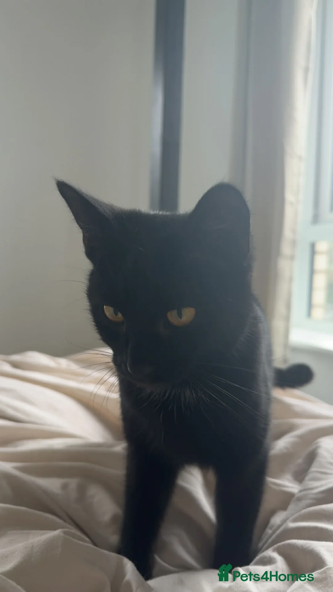 Mixed Breed cats for sale: Sandy and angel  - Advert 2