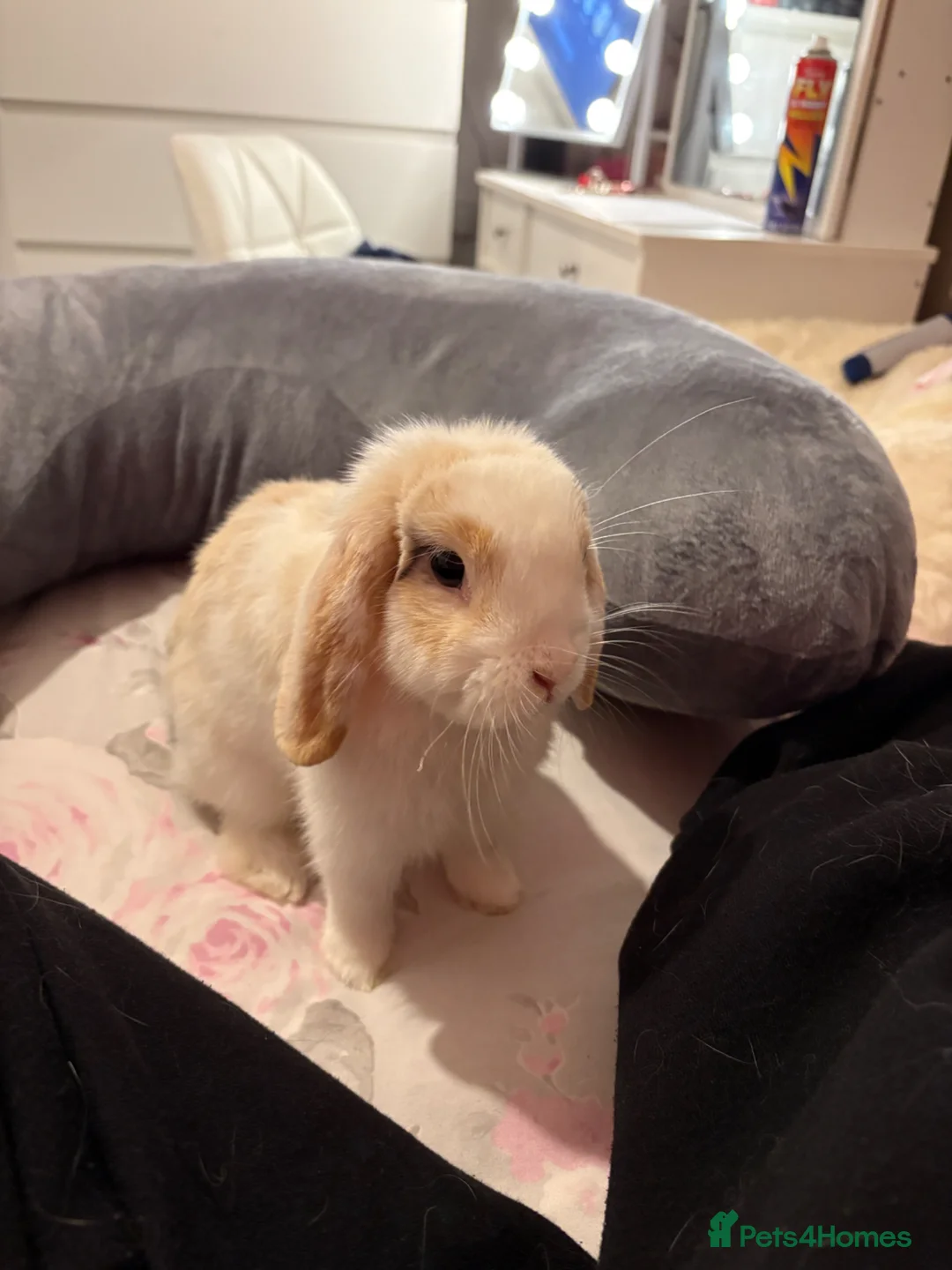 English Lop rabbits for sale: Pumpkin  in Stranraer - Advert 3