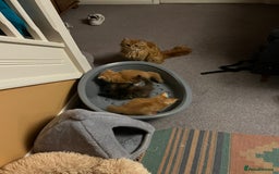 Mixed Breed cats for sale: Pair of Gorgeous ginger kittens 🐅🐅 - Image 11
