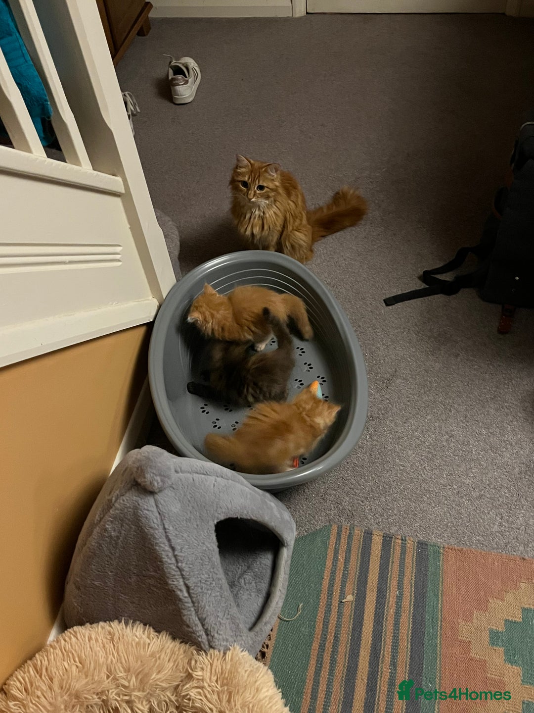 Mixed Breed cats for sale: Pair of Gorgeous ginger kittens 🐅🐅 - Image 11