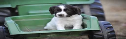English Springer Spaniel dogs for sale: English springer spaniel puppies  in Exeter - Advert 7