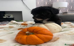 Mixed Breed dogs for sale: Maltese cross La Chon puppies  - Image 5