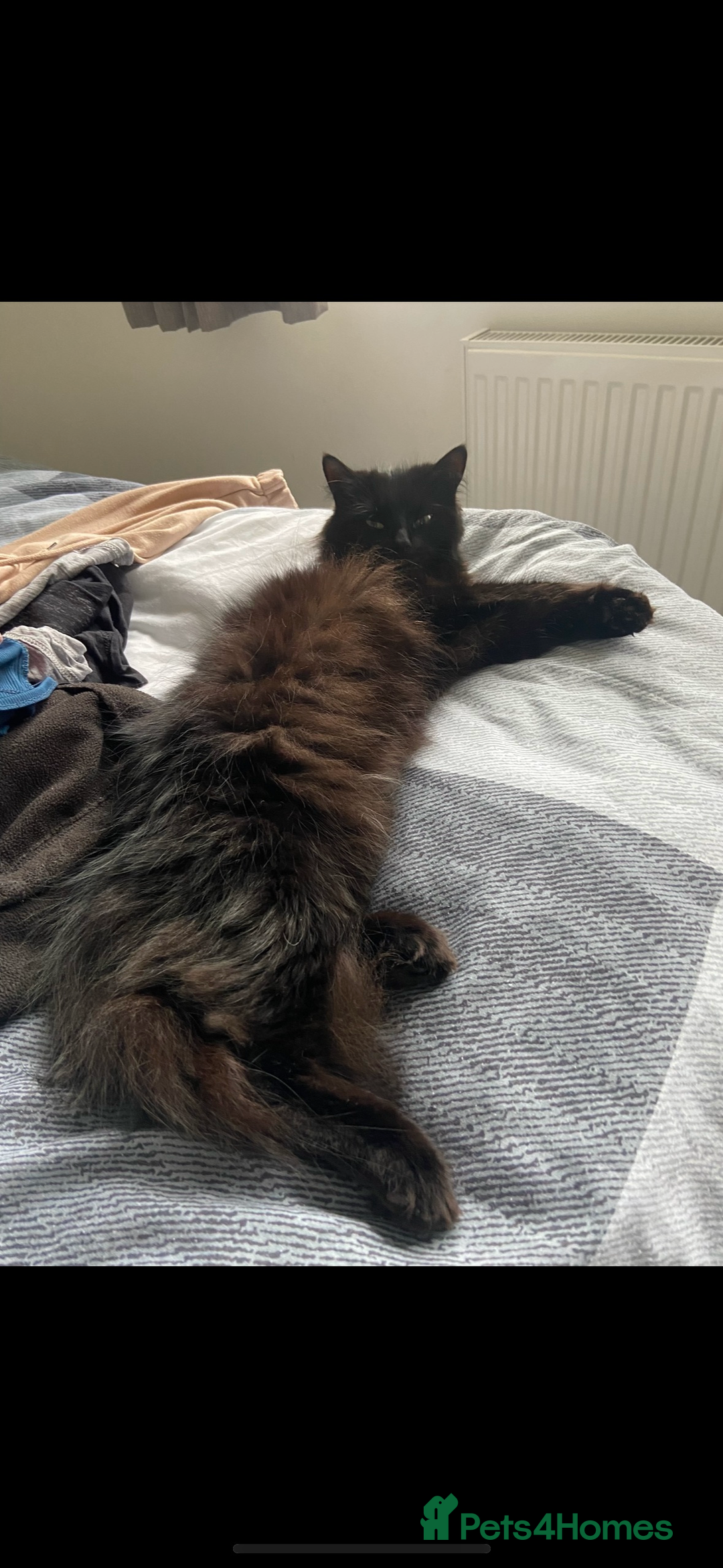 Mixed Breed cats for sale: Maine Coon mixed kittens  - Image 8
