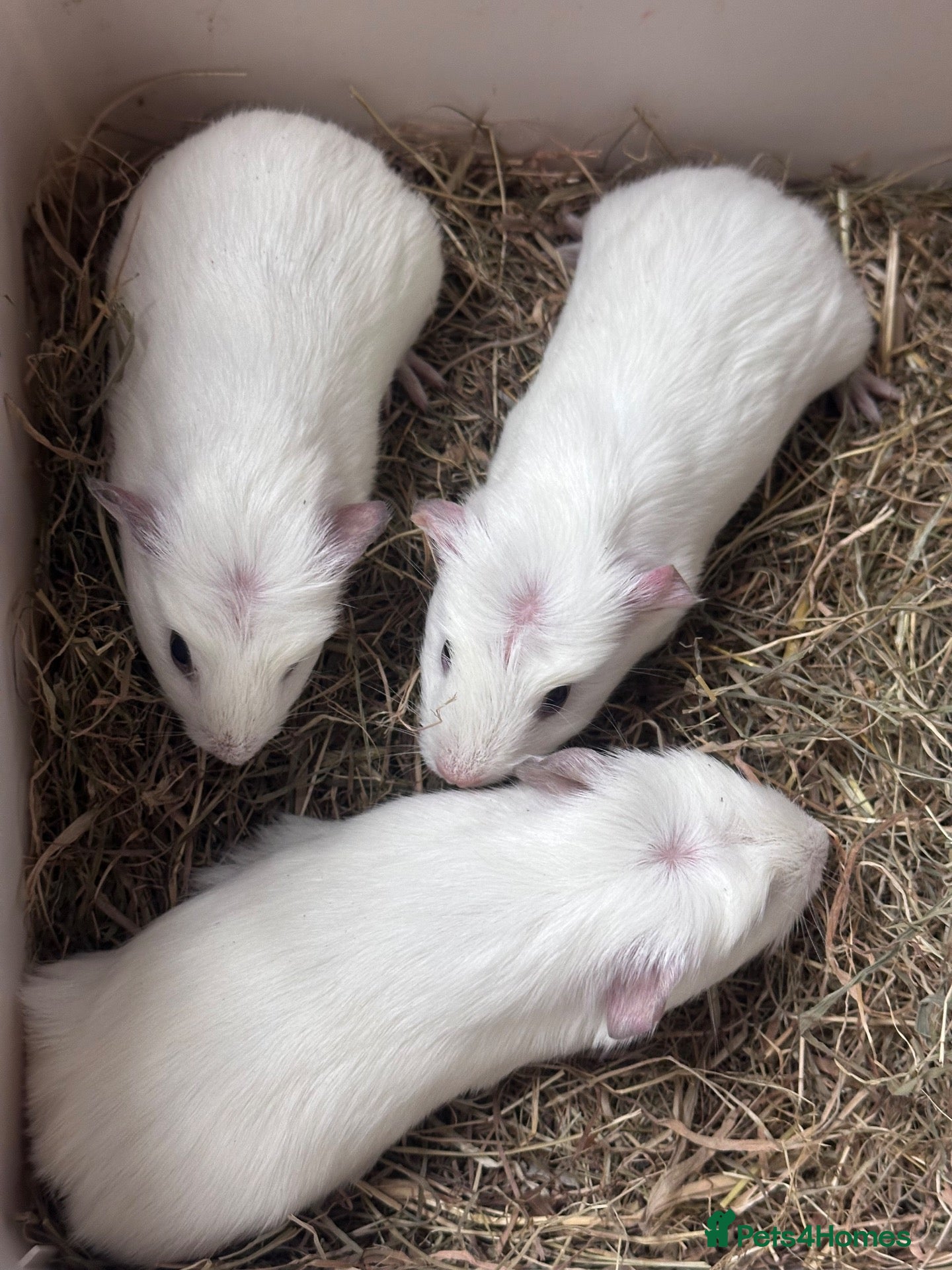 Guinea Pig rodents for sale: Gorgeous baby Guineapigs  - Advert 2