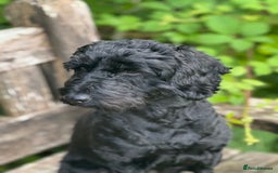 Cockapoo dogs for sale: F1 Cockapoo's - Image 16