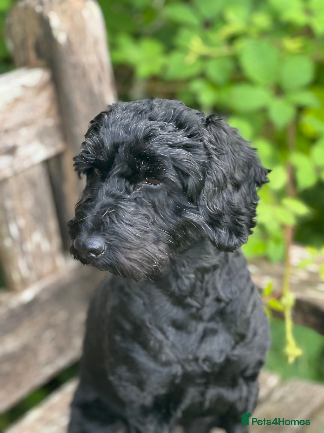 Cockapoo dogs for sale: F1 Cockapoo's - Image 16