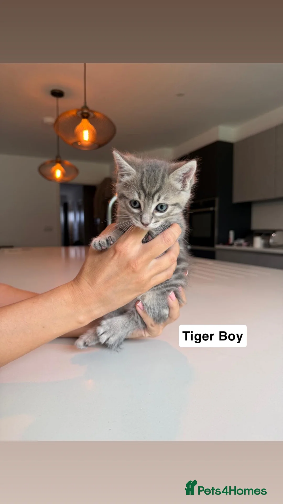 Ragdoll cats for sale: Ragdoll X Burmilla - Advert 2