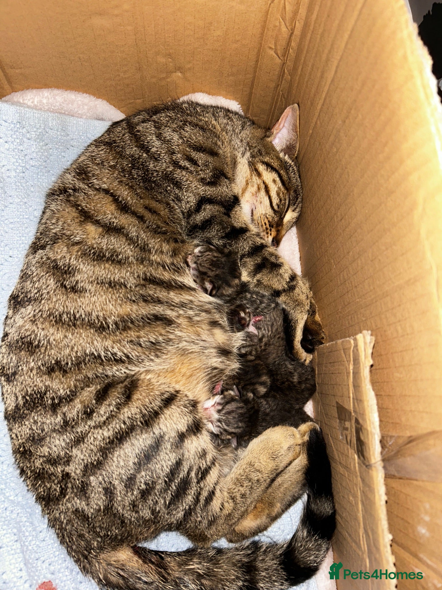 Mixed Breed cats Beautiful litter of kittens - Advert 7