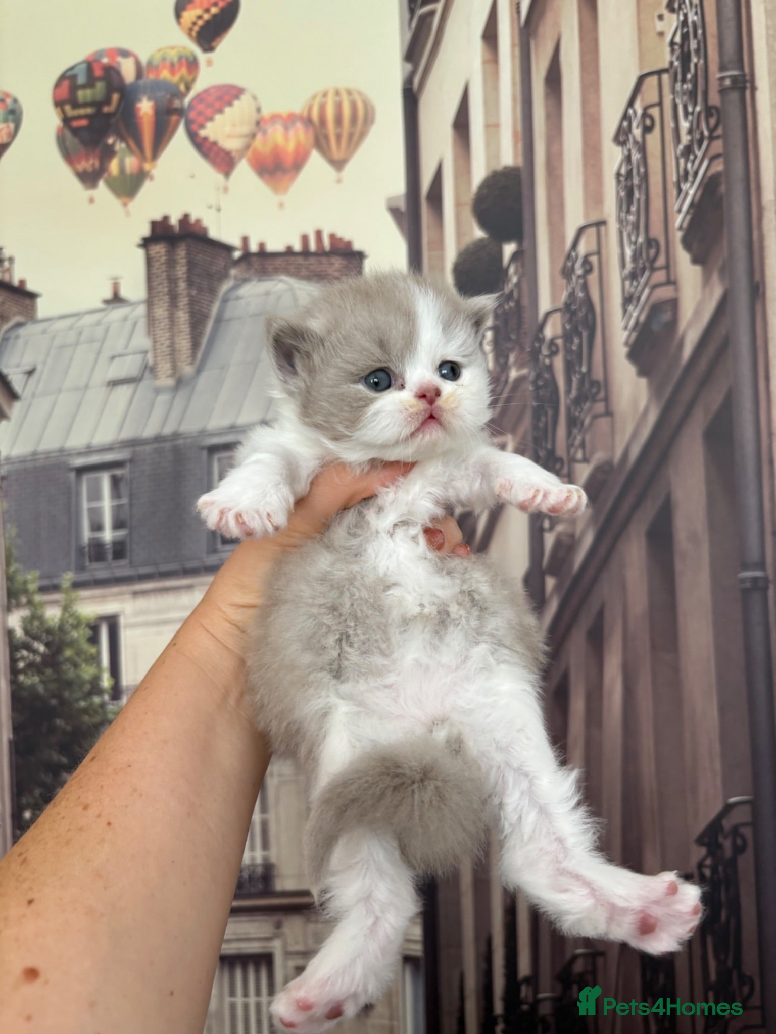 British Longhair cats British long hair kittens. Champion Sired. GCCF rg - Advert 14