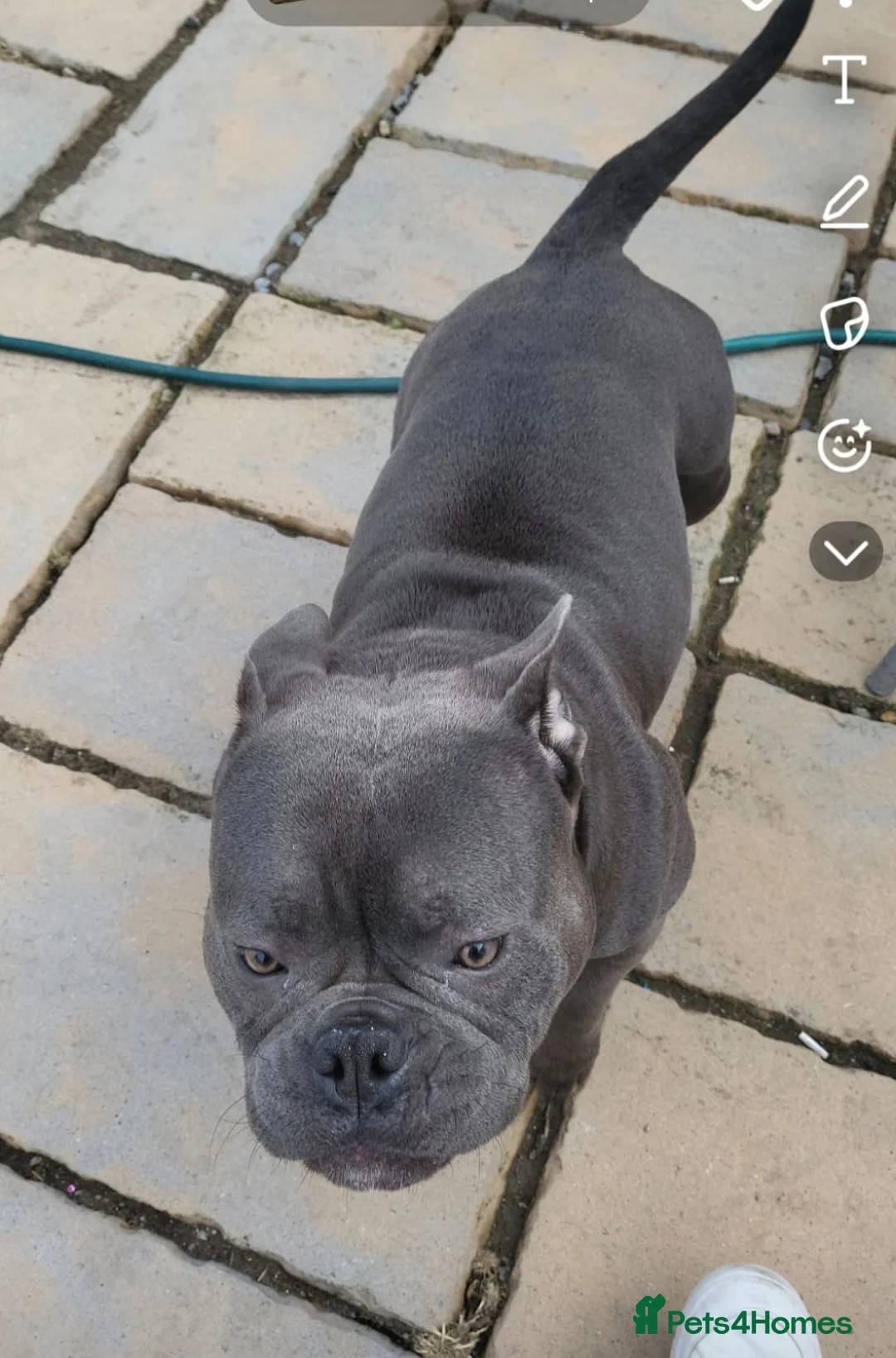 American Bully dogs for sale: Gorgeous chunky 5y pocket bully  in Llanelli - Advert 2