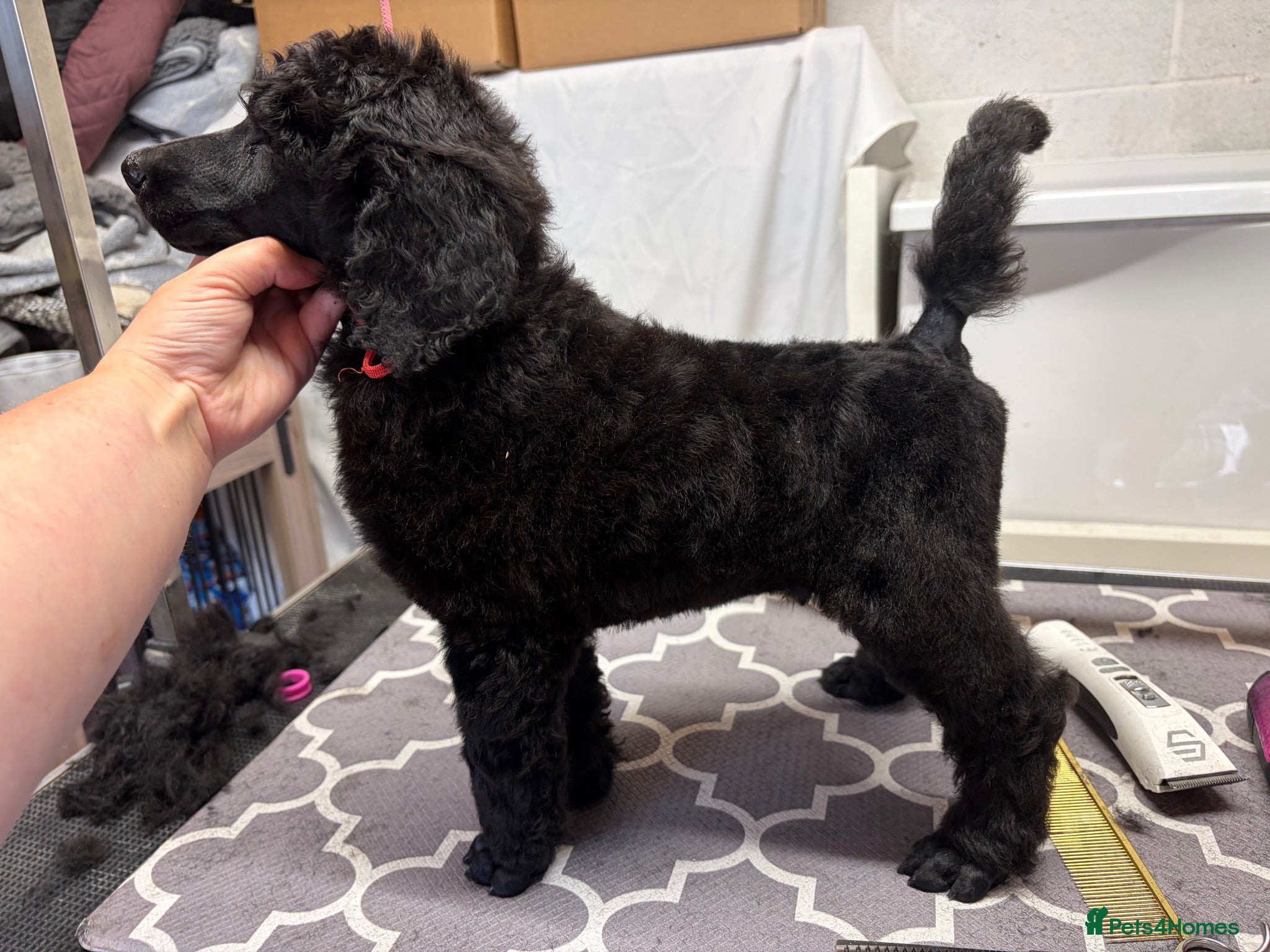Standard Poodle dogs KC Registered Show Quality Standard Poodle Puppies - Advert 1