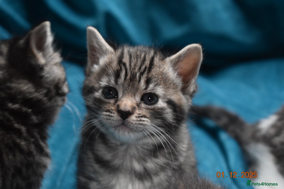 Mixed Breed cats for sale: 5 gorgeous kittens for reservation  - Advert 19