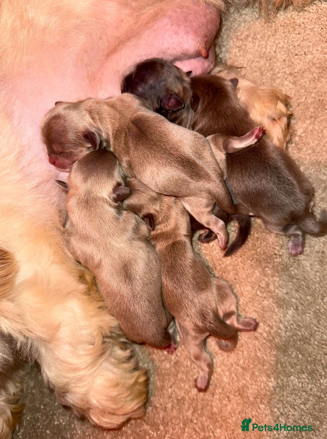 Shih Tzu dogs for sale: 🧡💜Stunning KC Registered Shih Tzu Puppies🧡💜 - Advert 8