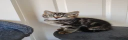 Mixed Breed cats for sale: ❤️ Bengal Tortoiseshell mix litter of 3 Girls ❤️  - Advert 12