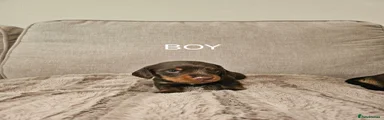 Miniature Dachshund 6