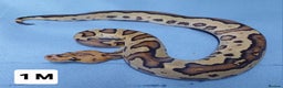Python Snake reptiles for sale: Hatchling Royal Pythons Males  - Advert 19