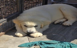 Golden Retriever dogs for sale: Outstanding KC cream golden Retriever puppies in Boston - Image 22
