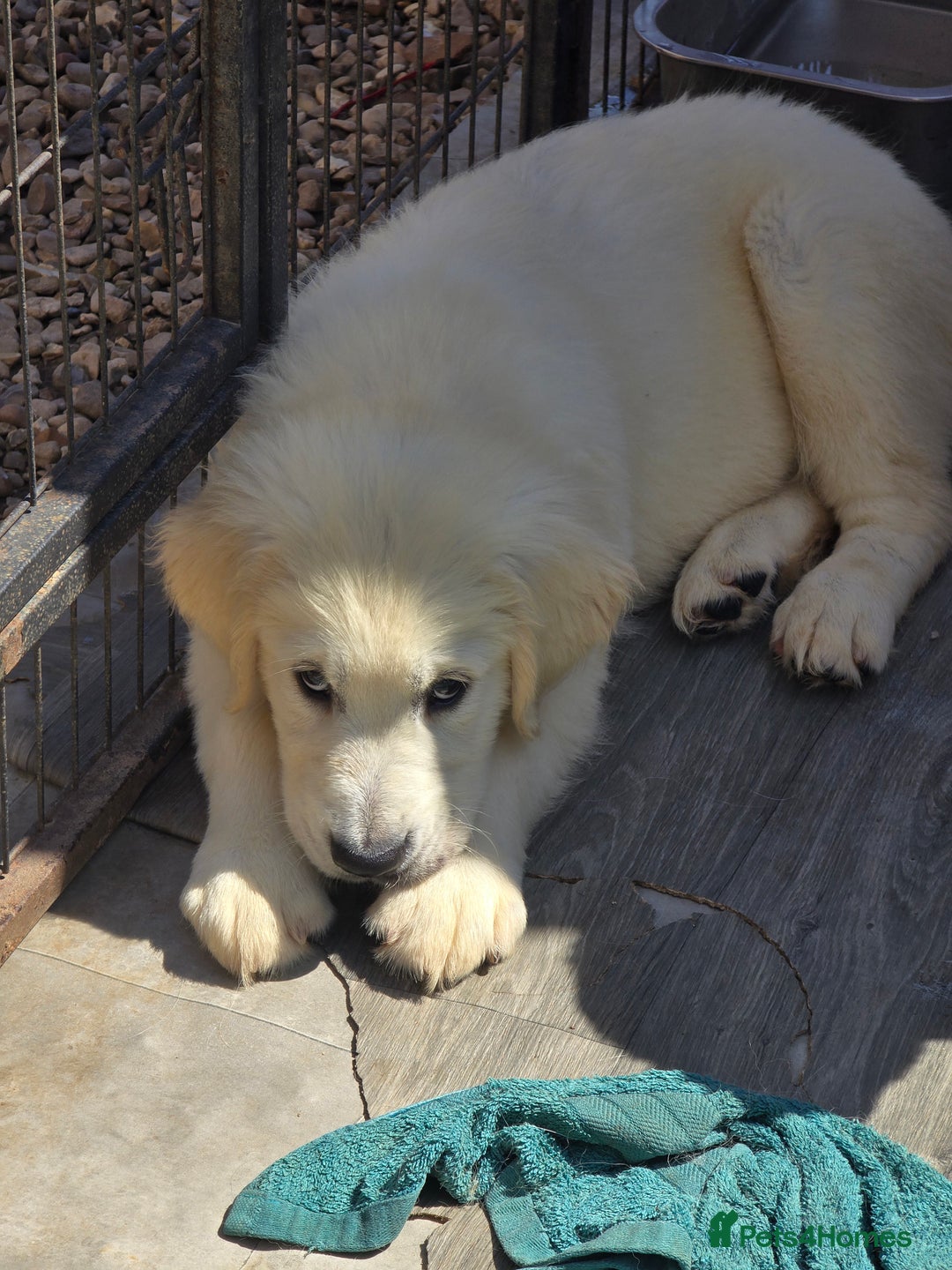 Golden Retriever dogs for sale: Outstanding KC cream golden Retriever puppies in Boston - Image 22